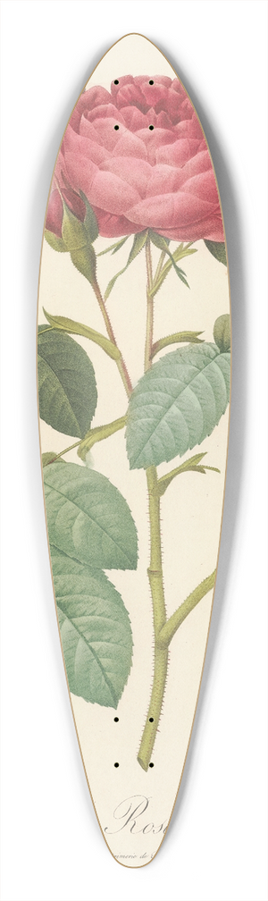 Pierre Joseph Redout - Rosa Gallica Latifolia 39.3 inch art pintail longboard deck