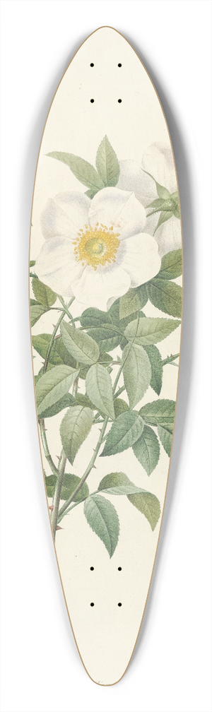 Pierre Joseph Redout - Rosa Nivea 39.3 inch art pintail longboard deck