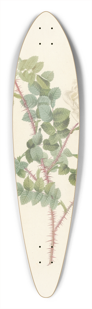 Pierre Joseph Redout - Rosa Pimpinellifolia Alba Flore Multiplici 39.3 inch art pintail longboard deck