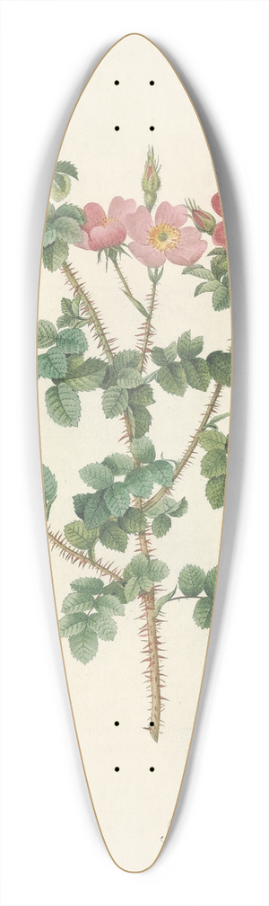 Pierre Joseph Redout - Rosa Rubiginosa Aculeatissima 39.3 inch art pintail longboard deck
