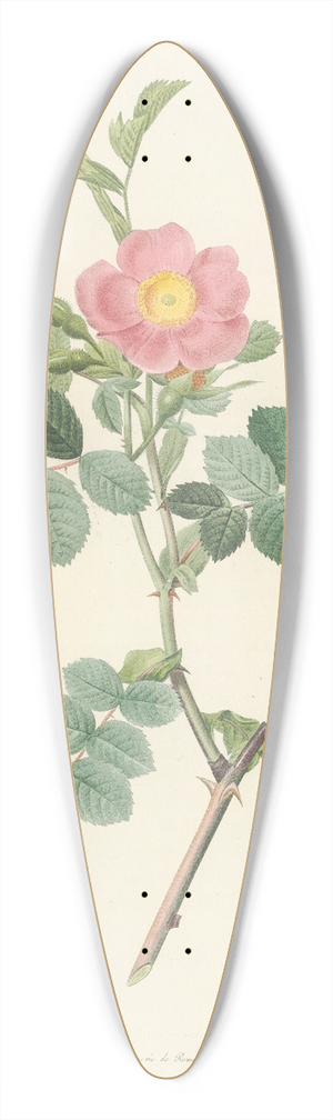 Pierre Joseph Redout - Rosa Rubiginosa Cretica 39.3 inch art pintail longboard deck
