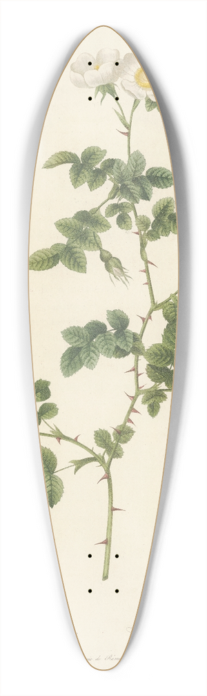 Pierre Joseph Redout - Rosa Rubiginosa Vaillantiana 39.3 inch art pintail longboard deck