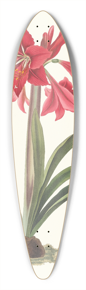 Priscilla Susan Bury - Amaryllis Johnsoni. 39.3 inch art pintail longboard deck