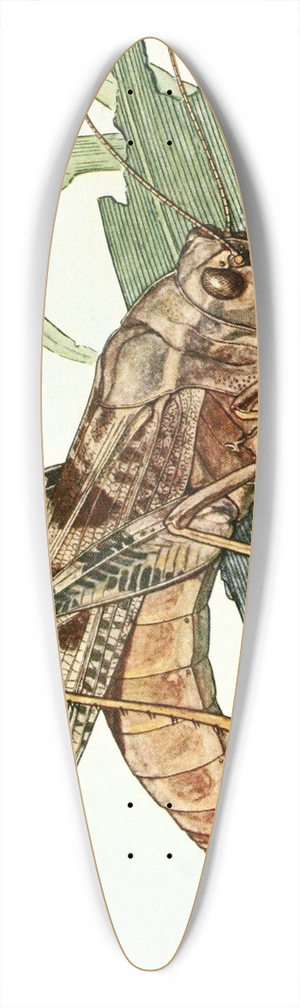 Robert Evans Snodgrass - Carolina Locust 39.3 inch art pintail longboard deck