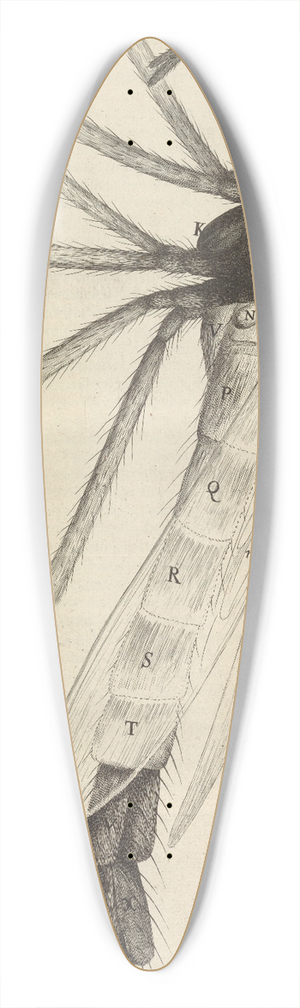 Robert Hooke - Microscopic view of a tuftd [tufted] or brush-horned gnat 39.3 inch art pintail longboard deck
