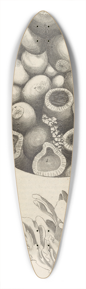 Robert Hooke - Microscopic view of Kettering-stone, sea moss, and sponge 39.3 inch art pintail longboard deck