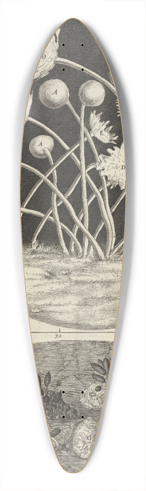 Robert Hooke - Microscopic view of leaves and molds 39.3 inch art pintail longboard deck