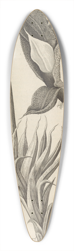 Robert Hooke - Microscopic view of moss and other small vegetative substances 39.3 inch art pintail longboard deck