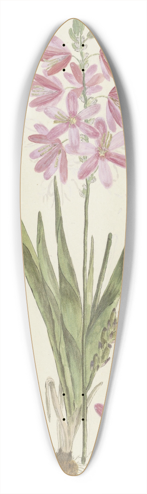 Robert Jacob Gordon - Ixia patens Aiton 39.3 inch art pintail longboard deck