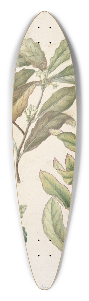 Sarah Featon - Alseuosmia 39.3 inch art pintail longboard deck