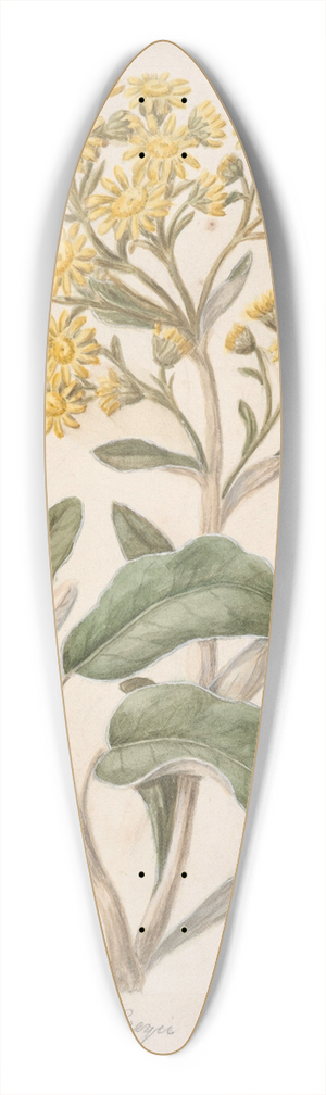 Sarah Featon - Daisy (Brachyglottis) 39.3 inch art pintail longboard deck