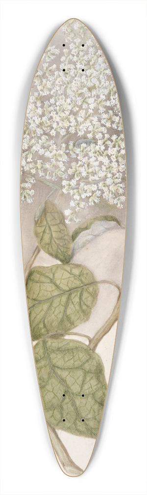 Sarah Featon - Rangiora 39.3 inch art pintail longboard deck