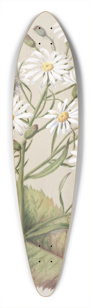 Sarah Featon - Senecio Hectori 39.3 inch art pintail longboard deck