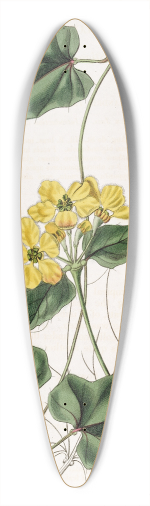 Sydenham Edwards - Awned Stigmaphyllon 39.3 inch art pintail longboard deck