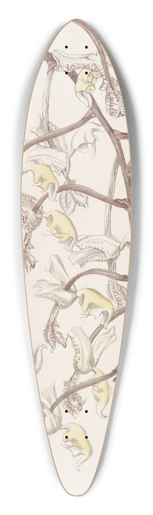 Sydenham Edwards - Bean-budded Gongora 39.3 inch art pintail longboard deck