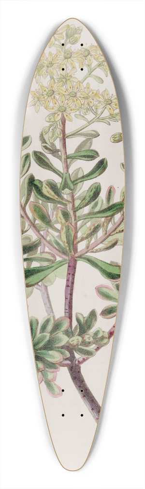 Sydenham Edwards - Bleeding Stoneleek 39.3 inch art pintail longboard deck