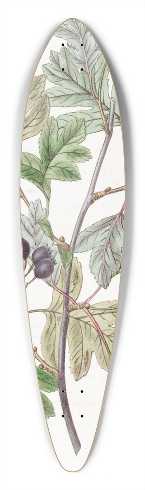 Sydenham Edwards - Blood-leaved Thorn 39.3 inch art pintail longboard deck