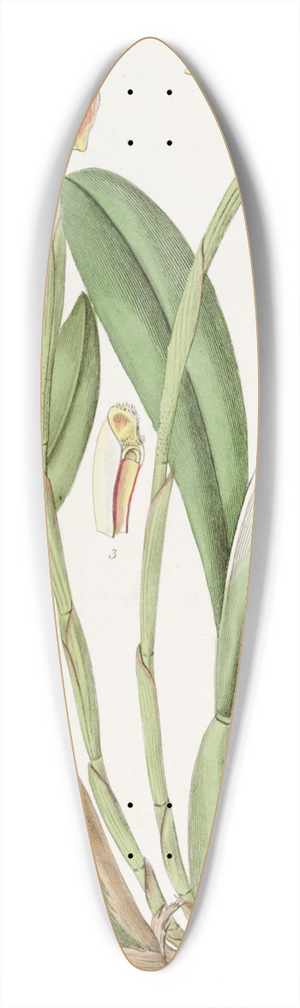 Sydenham Edwards - Blunt-petalled Trigonidium 39.3 inch art pintail longboard deck