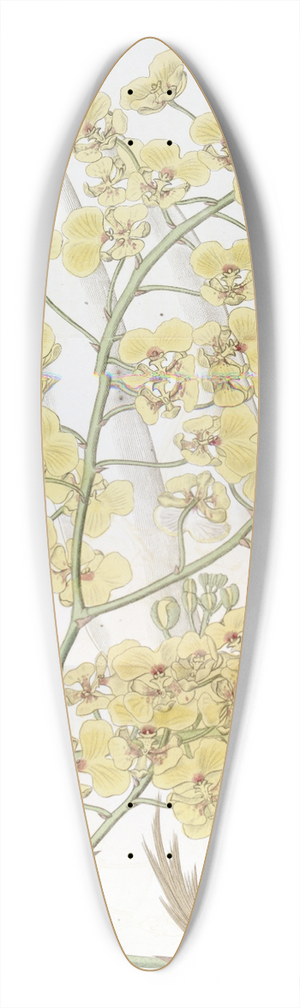 Sydenham Edwards - Broad-lipped Oncidium 39.3 inch art pintail longboard deck
