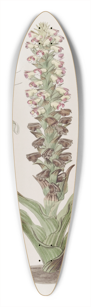 Sydenham Edwards - Broomrape Corycium 39.3 inch art pintail longboard deck