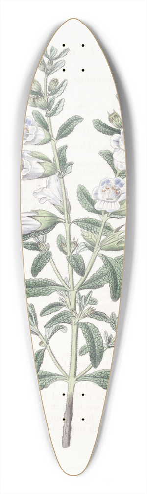 Sydenham Edwards - Campanulate Sphacele 39.3 inch art pintail longboard deck