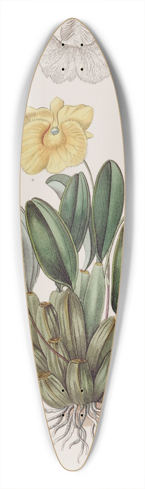 Sydenham Edwards - Captain Jenkinss Dendrobium 39.3 inch art pintail longboard deck