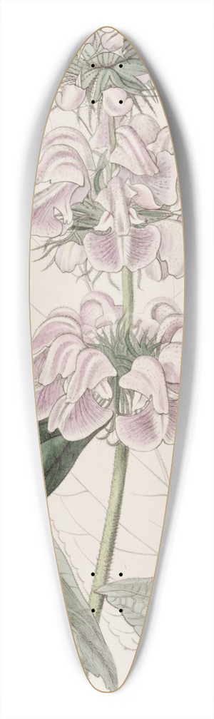 Sydenham Edwards - Cashmere Phlomis 39.3 inch art pintail longboard deck