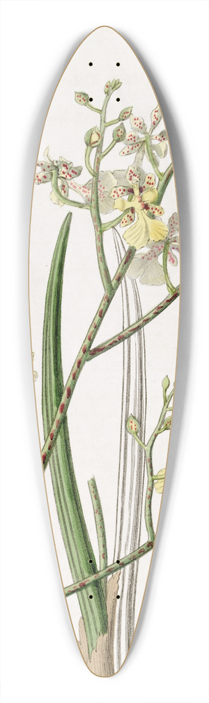 Sydenham Edwards - Chive-leaved Oncidium 39.3 inch art pintail longboard deck