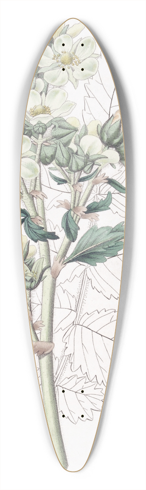 Sydenham Edwards - Close-flowered potentilla 39.3 inch art pintail longboard deck