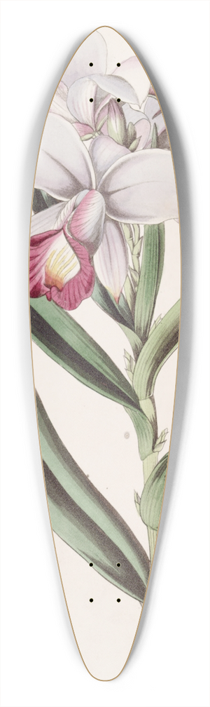 Sydenham Edwards - Close-flowered Reedorchis 39.3 inch art pintail longboard deck