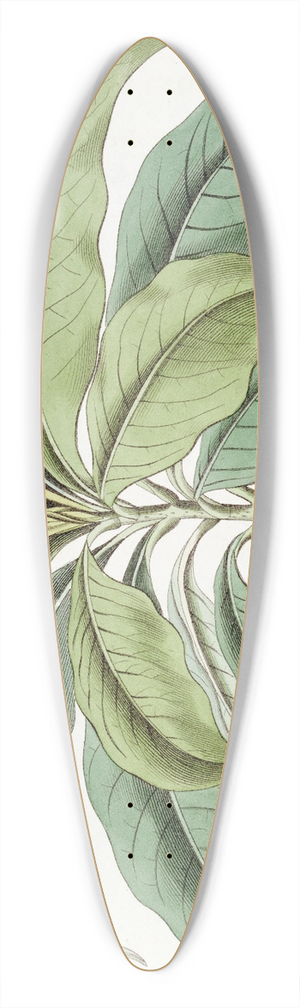 Sydenham Edwards - Close-flowered Tabernaemontana 39.3 inch art pintail longboard deck