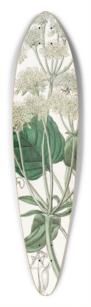 Sydenham Edwards - Compound Eriogonum 39.3 inch art pintail longboard deck