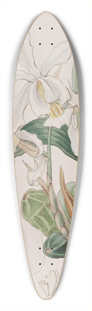 Sydenham Edwards - Crested Caelogyne 39.3 inch art pintail longboard deck