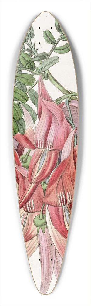 Sydenham Edwards - Crimson Glory-pea 39.3 inch art pintail longboard deck