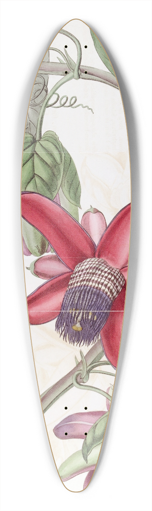 Sydenham Edwards - Crimson Passion-flower 39.3 inch art pintail longboard deck