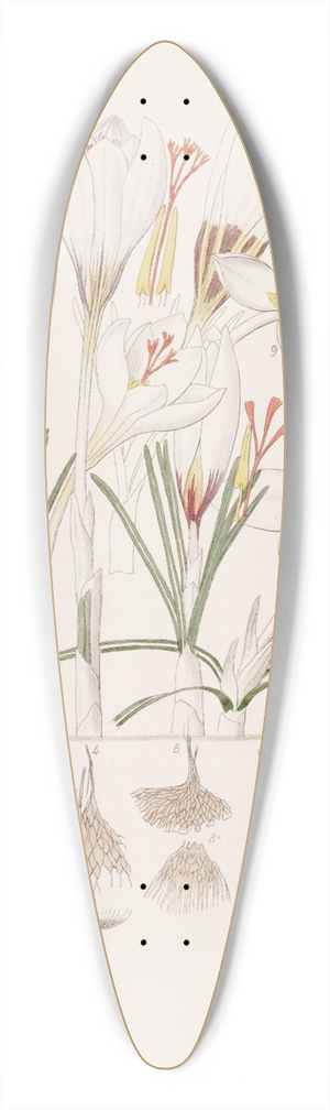 Sydenham Edwards - Crocuses 39.3 inch art pintail longboard deck