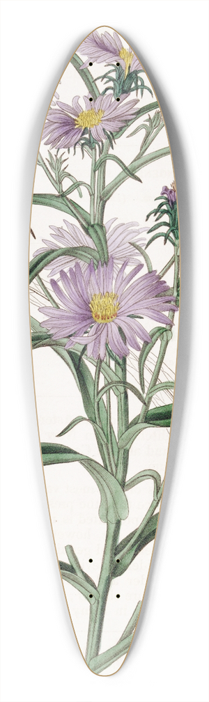 Sydenham Edwards - Curve-leaved Aster 39.3 inch art pintail longboard deck