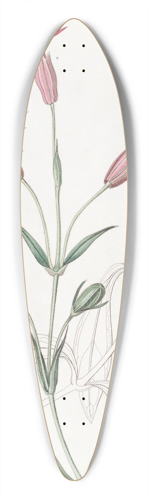 Sydenham Edwards - Cut-flowered Catchfly 39.3 inch art pintail longboard deck