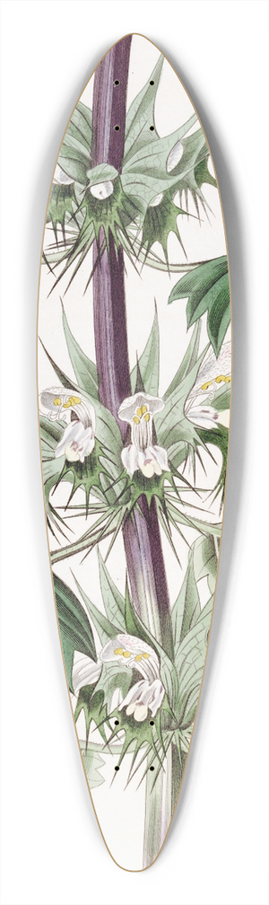 Sydenham Edwards - Cut-leaved Chasmonia 39.3 inch art pintail longboard deck