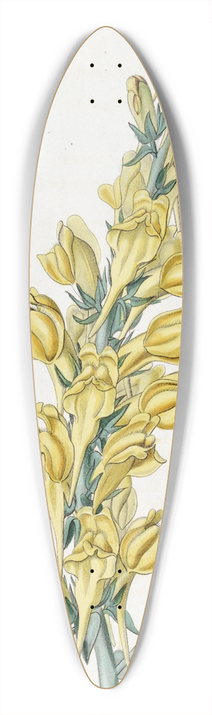Sydenham Edwards - Dalmatian Toad-flax 39.3 inch art pintail longboard deck