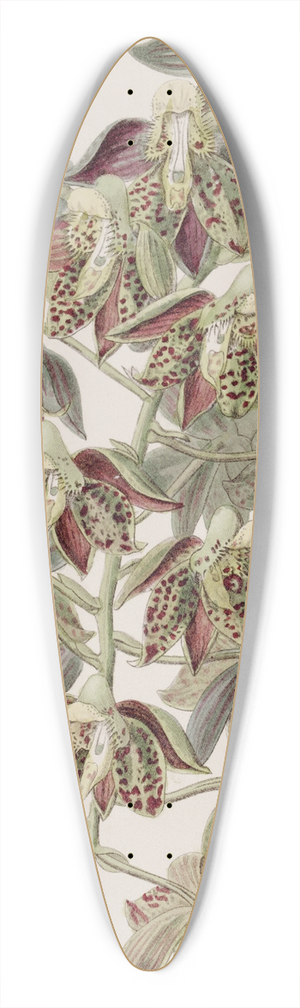 Sydenham Edwards - Dark-flowered Catasetum 39.3 inch art pintail longboard deck