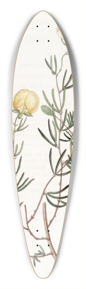 Sydenham Edwards - Delicate Gompholobium 39.3 inch art pintail longboard deck