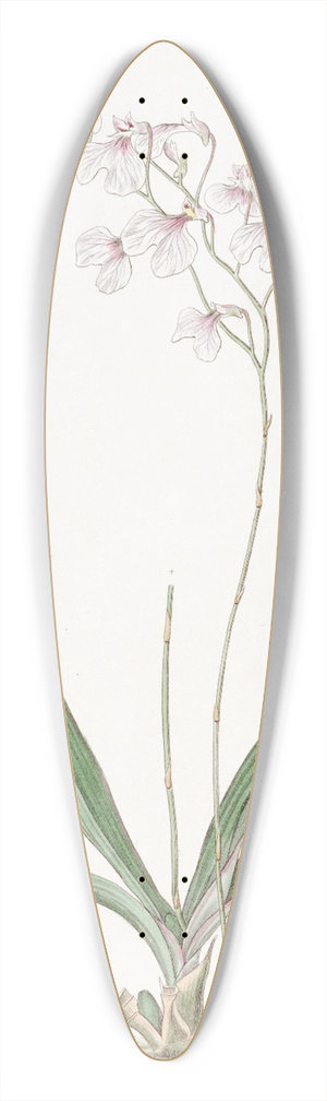 Sydenham Edwards - Delicate Ionopsis 39.3 inch art pintail longboard deck