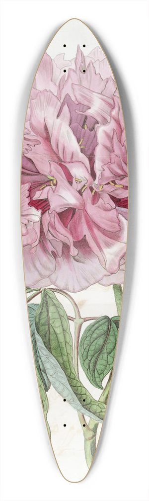 Sydenham Edwards - Double-red curled Tree Paeony 39.3 inch art pintail longboard deck