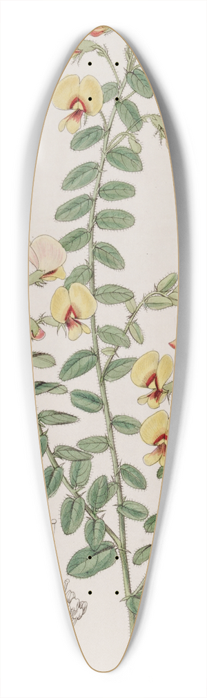 Sydenham Edwards - Double-rowed Bossiaea 39.3 inch art pintail longboard deck