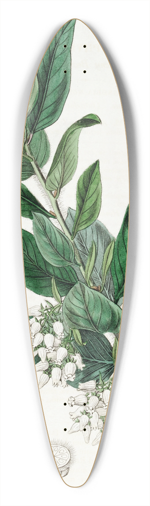 Sydenham Edwards - Downy Bearberry 39.3 inch art pintail longboard deck