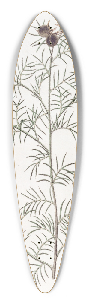 Sydenham Edwards - Downy Gompholobium 39.3 inch art pintail longboard deck
