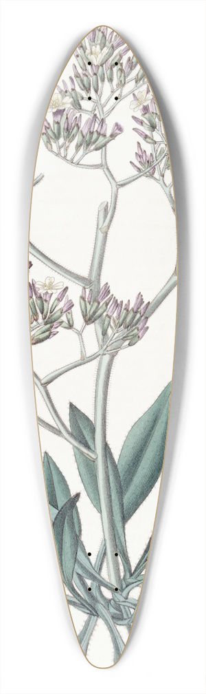 Sydenham Edwards - Downy-leaved Statice 39.3 inch art pintail longboard deck