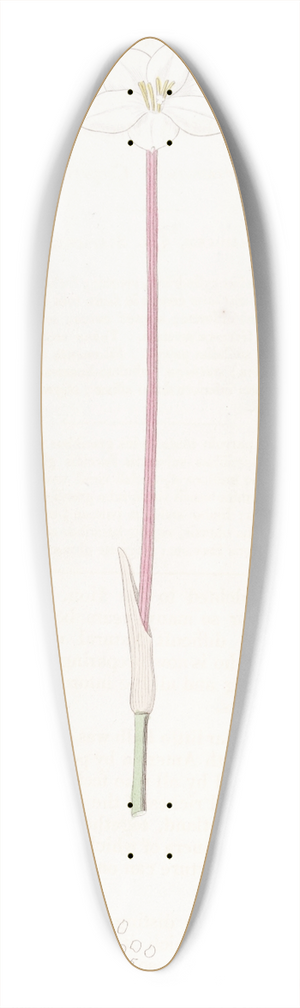 Sydenham Edwards - Drummonds Cooperia 39.3 inch art pintail longboard deck