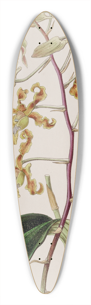 Sydenham Edwards - Dull-coloured Dendrobium 39.3 inch art pintail longboard deck